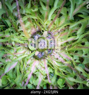 Dandelion bud against a green background Stock Photo