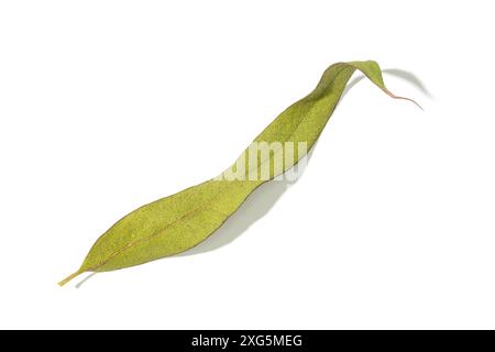 Dry Eucalyptus leaf isolated on white background Stock Photo