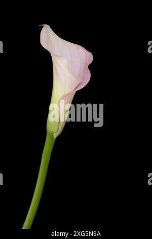 Single Calla flower on black background Stock Photo