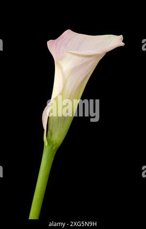 Single Calla flower on black background Stock Photo