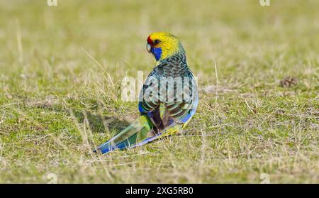 Endemic Tasmanian parrot Green rosella on grassland in sunshine at Kingston, Hobart, Tasmania, Australia Stock Photo