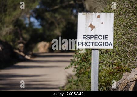 Warning for the protection of the spur-thighed tortoise, Llucmajor, Mallorca, Balearic Islands, Spain Stock Photo