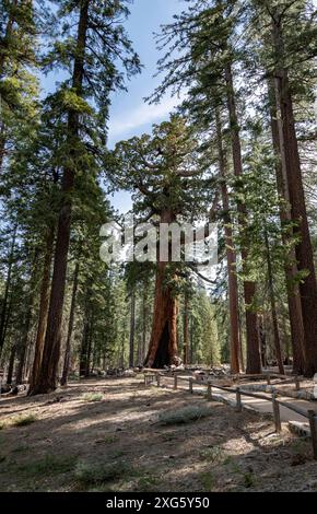 Grizzly Giant Giant Sequoia in Yosemite National Park Stock Photo