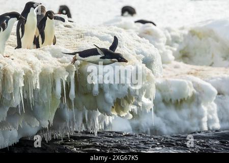 Adelie penguin diving into the sea on Duroch Islands, Antarctica, Wednesday, November 22, 2023. Photo: David Rowland / One-Image.com Stock Photo