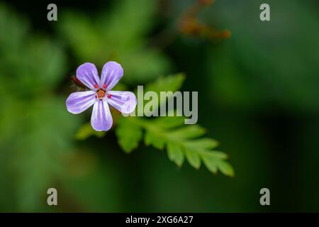 Small flower at the edges of the forest, geranium lucidum Stock Photo
