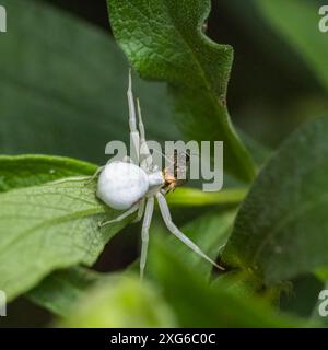 Crab spider, Misumena vatia, a spider eating a fly in spring Stock Photo