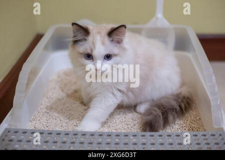 Cute, small Ragdoll cat in cat litter box. 3 months old Stock Photo