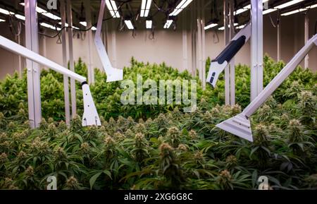 Cannabis Agriculture robotic and autonomous car working in smart farm Stock Photo