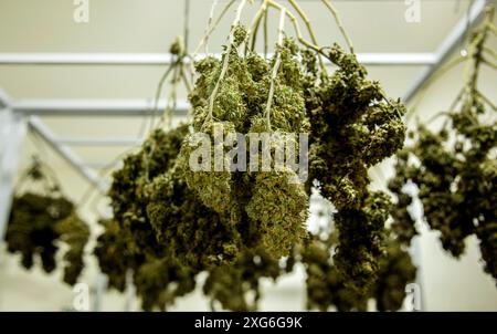 Cannabis Marijuana Drying Commercial indoor lab in weed farming ganja cultivation medical recreational indicas sativas hybrid plants Stock Photo