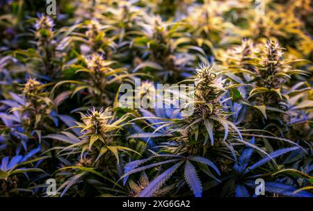 Cannabis bush under ultraviolet light in science lab for testing growing of cannabis tree to make THC and CBD chemical inside planting for medicine Stock Photo