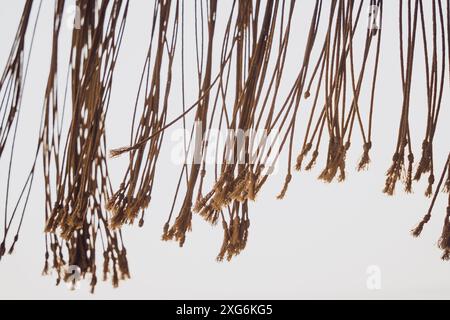 A detailed view of numerous ropes against a white backdrop Stock Photo