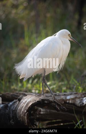 The little egret has a relatively short, thick neck, a sturdy bill, and ...