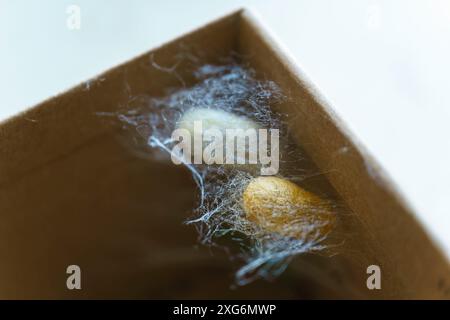 Silkworm cocoons Stock Photo