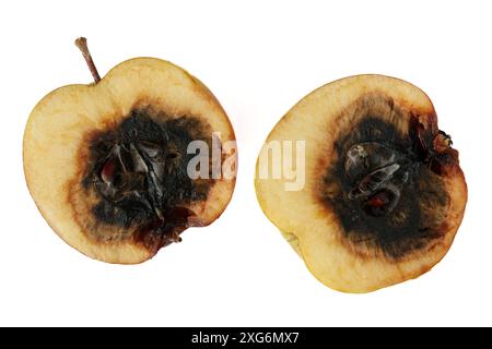 A rotten apple cut in two halves isolated on white background Stock Photo