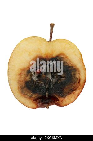 A rotten apple cut in two halves isolated on white background Stock Photo