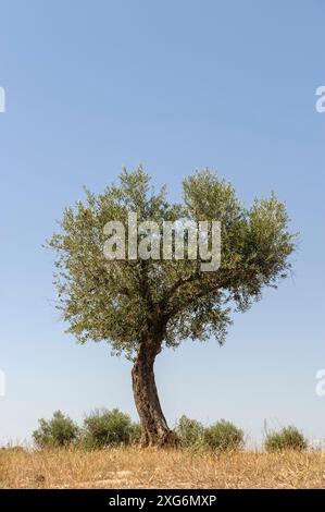 Isolated olive tree Stock Photo