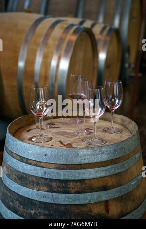 Wine tasting glasses with red wine remnants placed on a wooden barrel in a cellar filled with large oak wine barrels Stock Photo