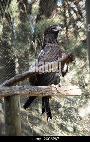 The Wedge-tailed Eagle is a dark brown-black color. The beak of the Wedge-tailed Eagle is pale cream. Stock Photo