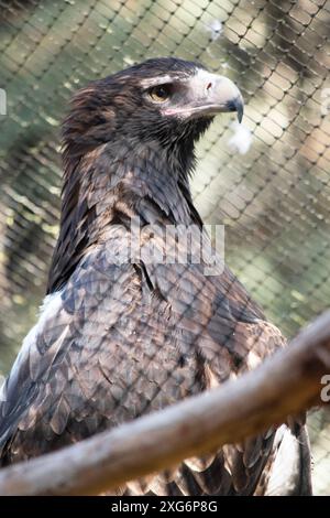 The Wedge-tailed Eagle is a dark brown-black color. The beak of the Wedge-tailed Eagle is pale cream. Stock Photo