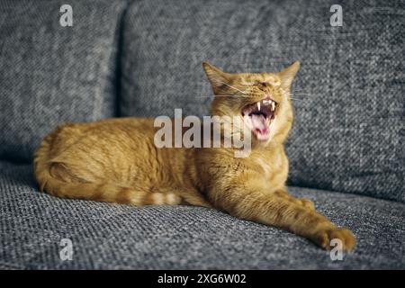 Funny red cat with a wide open mouth relaxing on sofa at home. Stock Photo