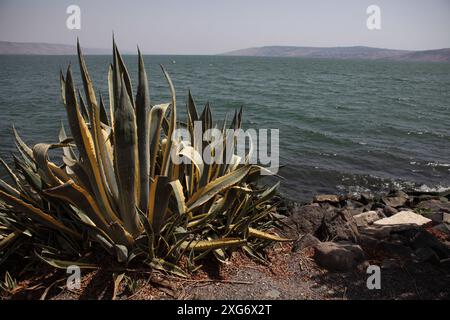 Sea of Galilee in Capernaum, here Jesus Christ spent his life's last year, plants & bushes on the shore, ripples in the water & the Lower Galilee Mts. Stock Photo