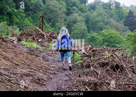 Hiking trail on deforested hillside with a mature female hiker with her back to camera walking quickly, Warche Valley covered with pine trees in misty Stock Photo