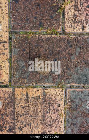 A Brown, Spiky Object - Perhaps a Chestnut in Its Burr -  Rests On Weathered Brick Pavement With Sparse Green Grasses Growing Between The Bricks Stock Photo