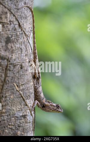 Vertical view of calotes versicolor aka garden crested lizard or oriental garden lizard outdoors on tree trunk with green natural background Stock Photo