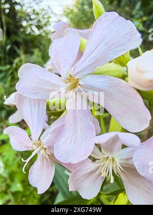 Soapwort Saponaria officinalis is a herbaceous plant of the Clove family Stock Photo