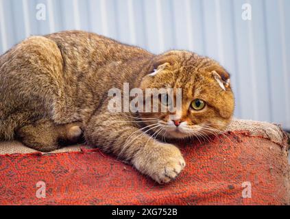 A close up portrait of a brown tabby scottish fold cat lying on an orange rug. Stock Photo