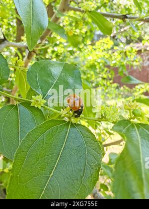 Dessert jujube, flowering tree in summer. Ladybug on a tree Stock Photo