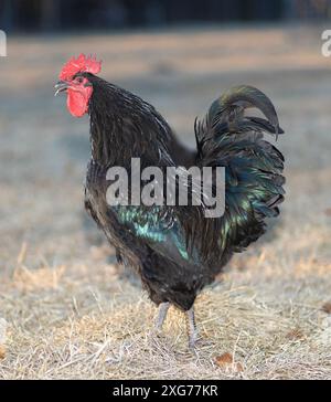 domestic crowing cock on green grass Stock Photo - Alamy