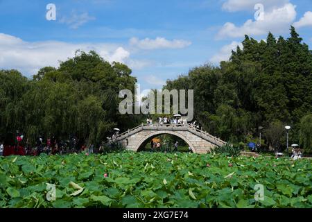 Kunming, China's Yunnan Province. 7th July, 2024. Visitors enjoy lotus flowers at Daguan Park in Kunming, southwest China's Yunnan Province, July 7, 2024. Credit: Hu Chao/Xinhua/Alamy Live News Stock Photo