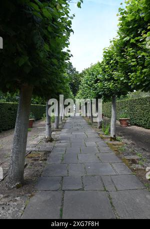 Lime tree path Stock Photo
