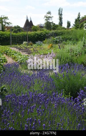 Lavender patch Stock Photo