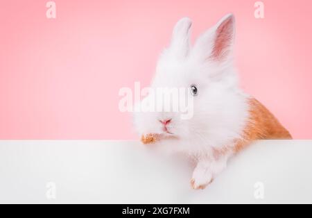 Cute rabbit holding an empty blank on a pink background Stock Photo