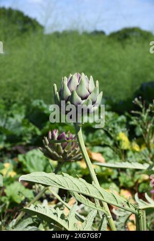 Globe artichokes Stock Photo
