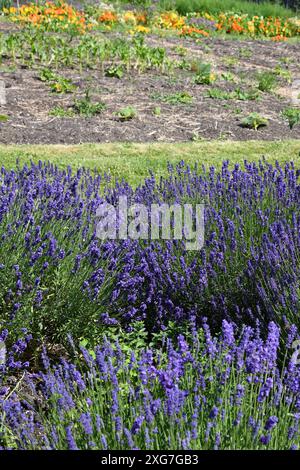 Lavender patch Stock Photo