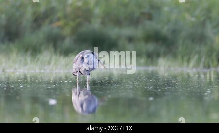 gray heron (ardea cinerea) standing in the water ,on reed shore , front view Stock Photo