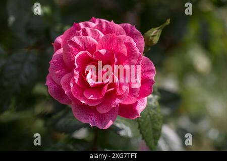 Rosa camelot - A pink climbing rose in full bloom Stock Photo