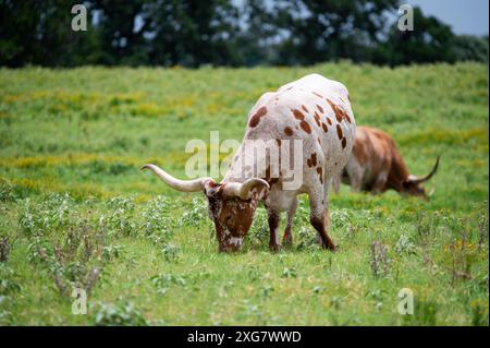 A white Longhorn bull with orange spots grazing on the green grass and yellow flowers growing in a ranch pasture. Stock Photo