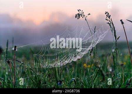 Spider web glistening with dewdrops in misty meadow during dawn, capturing serene beauty of nature. Summer dawn on green meadow with flowering grasses. Stock Photo