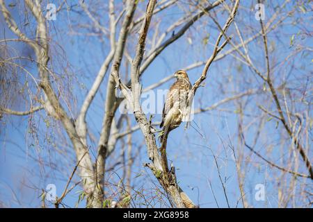 Young Harris's Hawk (Parabuteo unicinctus) perched on a tree in the Southern Coastal Ecological Reserve of Buenos Aires. Stock Photo