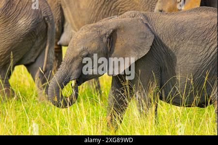 Small African elephant calf close-up portrait in Masai Mara Stock Photo
