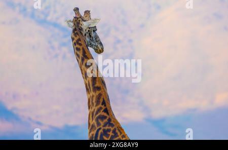 Close-up portrait of a Masai giraffe with the crater rim in the foreground. Ngoro Ngoro Conservation Area, Tanzania. Stock Photo