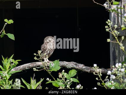 The direct stare of a cute Little owl ( Athene noctua) . Highlighted by the sun against the dark background of a barn, framed by brambles.  Kent, UK Stock Photo