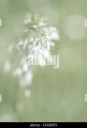 Close-up of the spikelets of bluegrass aka meadow grass, blurry bokeh background, monochrome light green, copy space, negative space Stock Photo