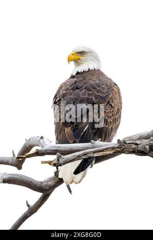 A bald eagle searches for its prey while perched on a dead branch. Isolated on a white background. Stock Photo