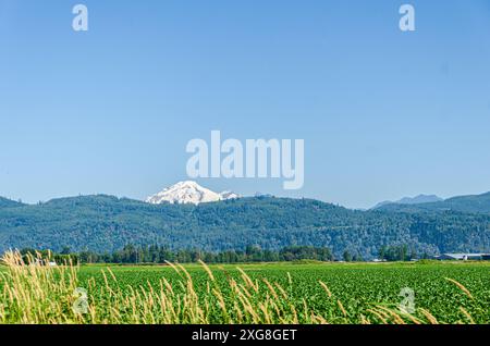 Agricultural farms in Chilliwack, Fraser Valley, British Columbia, Canada. Mt Baker is seen in the background Stock Photo