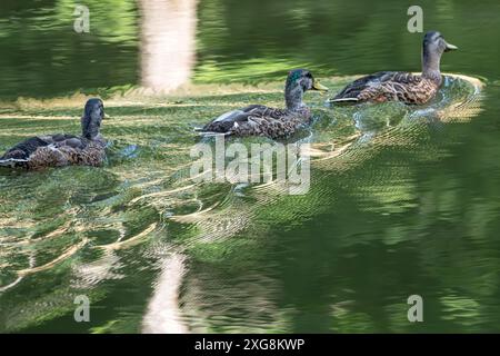 Juvenile Mallards (Anas platyrhynchos) swimming at the confluence of Butternut Creek and the Nottely River at Meeks Park in Blairsville, Georgia. (USA Stock Photo